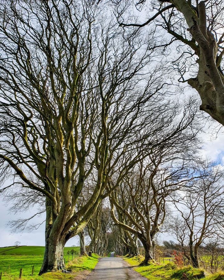A road going away from the camera with lots of trees curved over the road in Northern Ireland. On either side of the trees is lots of green grass and more bushes and it's called The Dark Hedges. "Giant's Causeway from Belfast: Get Your Guide Review"