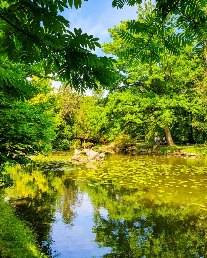 Poland Szczytnicki Park How to Have a Wonderful Weekend in Wrocław on a Budget A body of water with lily pads on it in the Japanese garden in Szczytnicki park in Wrocław, Poland. There's green trees all around the water and an arched bridge going over the water. "How to Have a Wonderful Weekend in Wrocław on a Budget"