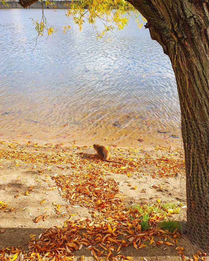 A Nutria on an island in Prague, Czechia. It looks like a beaver with a rats tail and is sitting on the edge of the river. How To Visit Prague On a Budget: Best Three Day Itinerary