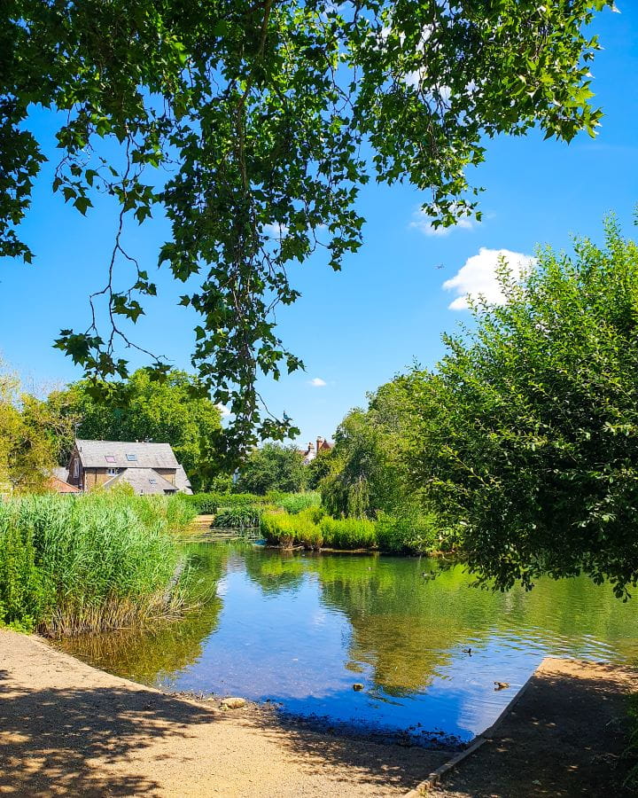 Barnes London Less Touristy Places in London for Return Visitors A small pond in Barnes, London. There's green trees and tall grass around it with a small house in the background. The sky overhead is bright blue and there's a tree with branches falling into the frame. Less Touristy Places in London for Return Visitors