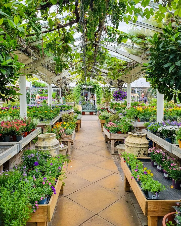 Clifton Nurseries London Less Touristy Places in London for Return Visitors Clifton Nurseries in London. There's a paved path going under a roof with hundreds of yellow, purple, pink, orange and red flowers in pots. There's vines on the roof and people walking around too. Less Touristy Places in London for Return Visitors