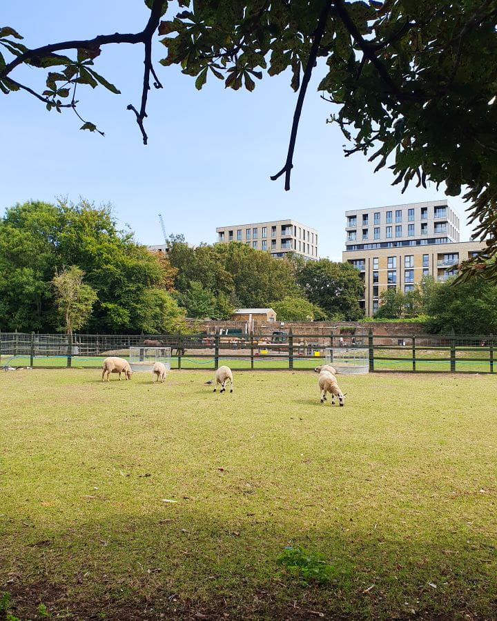 Hackney City Farm London Less Touristy Places in London for Return Visitors A green field with 5 sheep grazing in it and a brown fence behind at Hackney City Farm in London. There's some more fields, green trees and buildings in the background and the sky is clear and blue. Less Touristy Places in London for Return Visitors