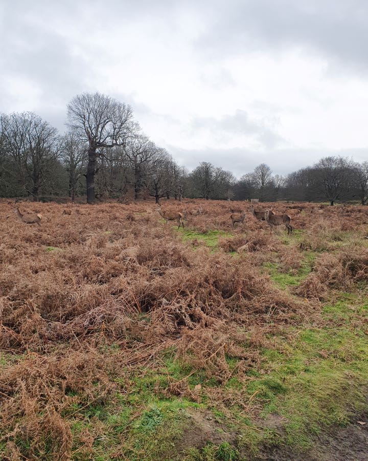 Richmond Park London Less Touristy Places in London for Return Visitors A brown and green field in Richmond Park, London with bare trees behind it. In the brown bushes there are lots of brown deer that are camouflaged well into the shrubs. Less Touristy Places in London for Return Visitors