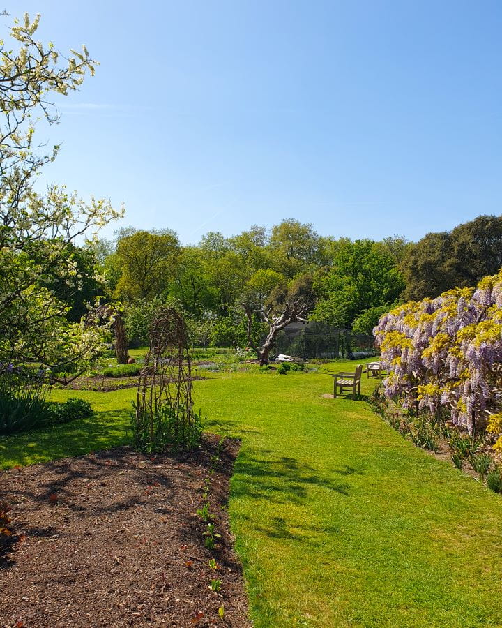United Kingdom Fulham Palace walled garden Nine Less Touristy But Wonderful Parks to Visit in London On the right is a wall of wisteria and on the left is a garden bed with neat green grass between them. Behind are green trees and more neat grass and above is a clear blue sky in the Fulham Palace walled garden in London. Nine Less Touristy But Wonderful Parks to Visit in London