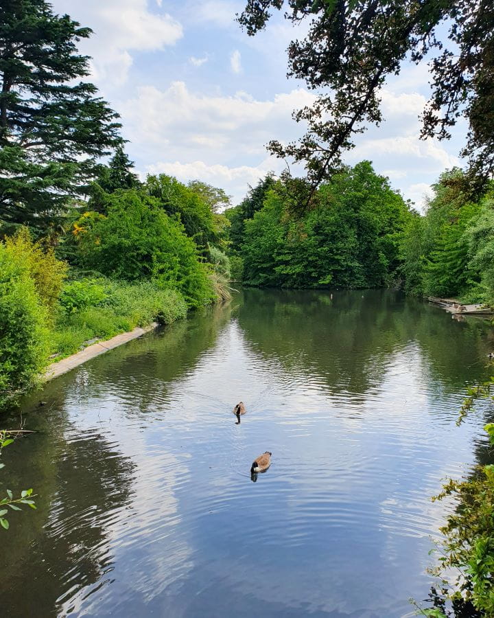 United Kingdom Ravenscourt park Nine Less Touristy But Wonderful Parks to Visit in London Nine Less Touristy But Wonderful Parks to Visit in London. Ravenscourt park in London. There's a pond with two geese on it and green trees all around it.