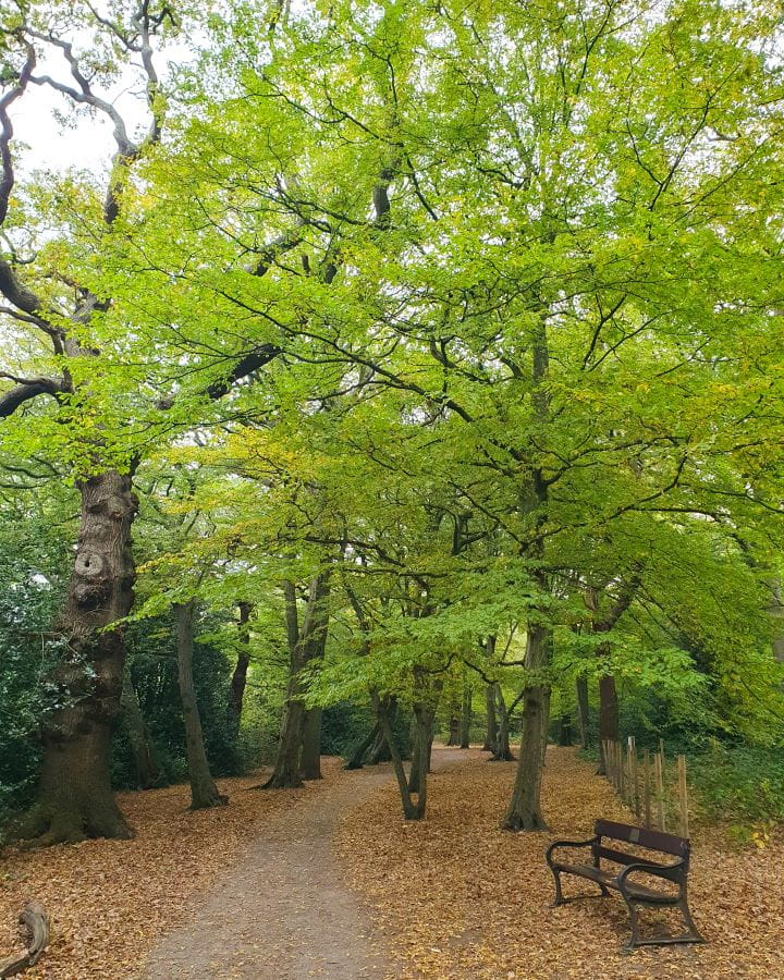 United Kingdom Highgate Wood Nine Less Touristy But Wonderful Parks to Visit in London A wooded path in Highgate Wood in London. There's orange leaves on the ground, lots of trees overhead, a little brown chair on the right and a path going through the trees. Nine Less Touristy But Wonderful Parks to Visit in London