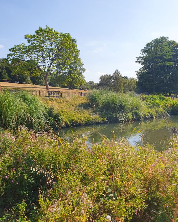 United Kingdom Golders Hill Park Nine Less Touristy But Wonderful Parks to Visit in London In Golders Hill Park in London. In the foreground is a bush and behind it is a pond with more bushes behind it. There's dead brown grass with some benches and a big tree behind the pond too. Nine Less Touristy But Wonderful Parks to Visit in London