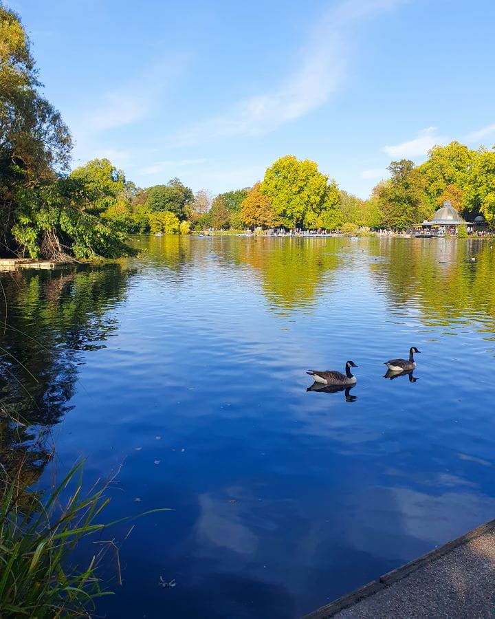 United Kingdom Victoria Park Nine Less Touristy But Wonderful Parks to Visit in London Two geese on a blue pond with orange and green trees behind it in Victoria Park, London. On the right is a little café with lots of people sitting around it and around the water. Nine Less Touristy But Wonderful Parks to Visit in London